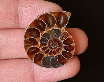 Polished Ammonite fossils Stone -  Spiral Shell Cabochon for Pendant & Jewelry Making