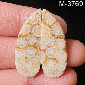 Natural Fossil Coral Pair, Attractive Fossil Coral Cabochon, Loose, Flat Back, Crystal For DIY Art Craft Jewelry\Earrings