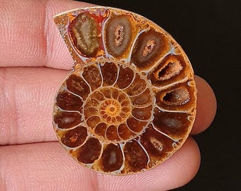 Polished Ammonite fossils Stone -  Spiral Shell Cabochon for Pendant & Jewelry Making