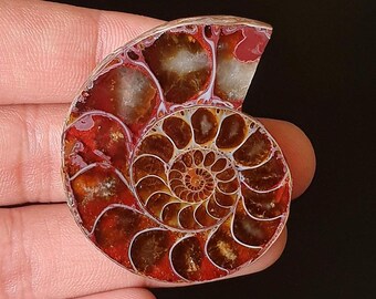 Polished Ammonite fossils Stone -  Spiral Shell Cabochon for Pendant & Jewelry Making