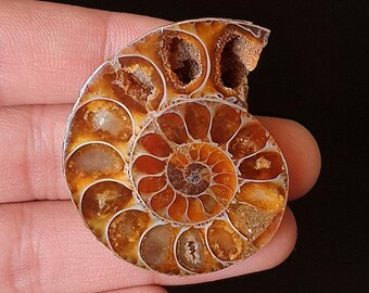 Polished Ammonite fossils Stone -  Spiral Shell Cabochon for Pendant & Jewelry Making