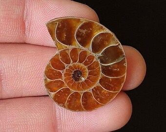 Polished Ammonite fossils Stone -  Spiral Shell Cabochon for Pendant & Jewelry Making