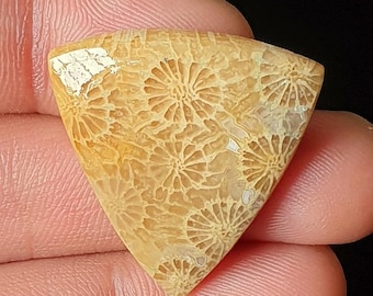 Cabujón de coral fósil natural, parte posterior plana, joyería DIY.