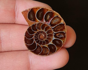 Polished Ammonite fossils Stone -  Spiral Shell Cabochon for Pendant & Jewelry Making