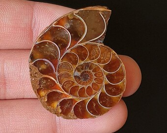 Polished Ammonite fossils Stone -  Spiral Shell Cabochon for Pendant & Jewelry Making