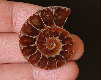 Polished Ammonite fossils Stone -  Spiral Shell Cabochon for Pendant & Jewelry Making