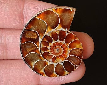 Polished Ammonite fossils Stone -  Spiral Shell Cabochon for Pendant & Jewelry Making