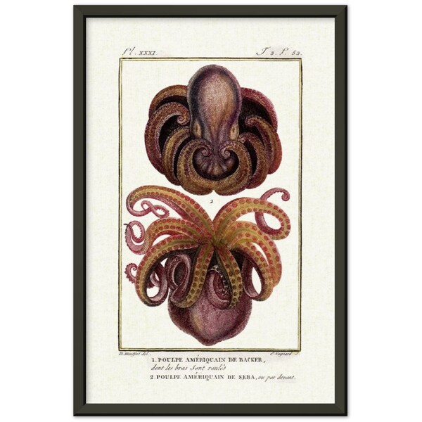 Poulpe Ameriquain De Backer and Poulpe Ameriquain De Seba Octopus Antique Print Poster