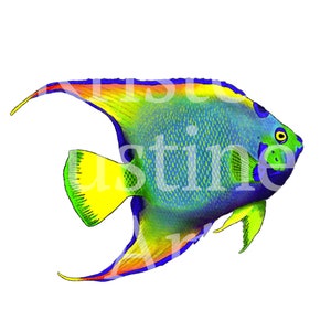Digital Download Queen Angel Fish Procreate Drawing Illustration Hand-drawn DOWNLOAD PNG jpg DIY Crafts Wall Art clipart Images Printing