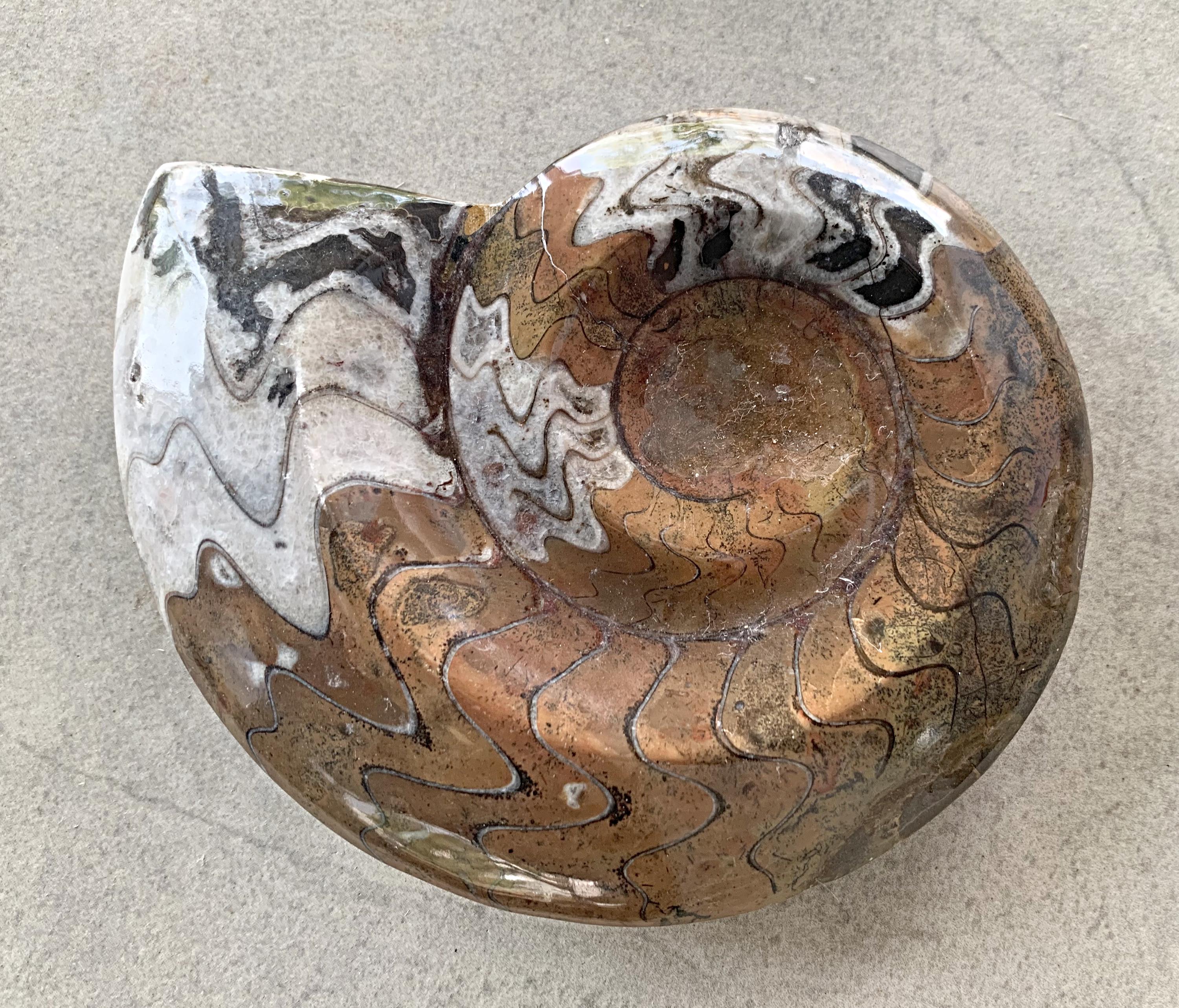 化石 貝殻 セット 標本 研究 古代生物 コレクション 化石 貝殻 セット 標本 研究 古代生物 コレクション 化石コレクション