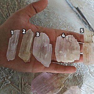 May include: Five selenite crystal points in various sizes and shapes, ranging from translucent white to a pale, milky white. The crystals are arranged in a row on a hand, with numbers 1 through 5 written next to each crystal.