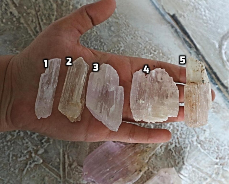 May include: Five selenite crystal points in various sizes and shapes, ranging from translucent white to a pale, milky white. The crystals are arranged in a row on a hand, with numbers 1 through 5 written next to each crystal.