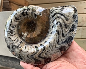 Goniatite Fossil from Morocco | Authentic Devonian Period Fossil for Collectors & Home Décor, G09