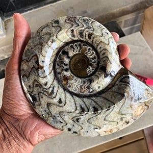 Goniatite Fossil from Morocco | Authentic Devonian Period Fossil for Collectors & Home Décor, G01