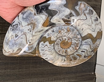 Fossil Ammonite Polished Display Specimen - Ancient Sea Fossil