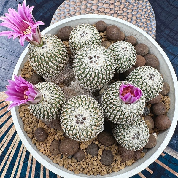 Mammillaria Cactus Cluster