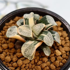 Haworthia Groenewaldii Variegated