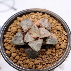 Haworthia Tropical Night Variegated