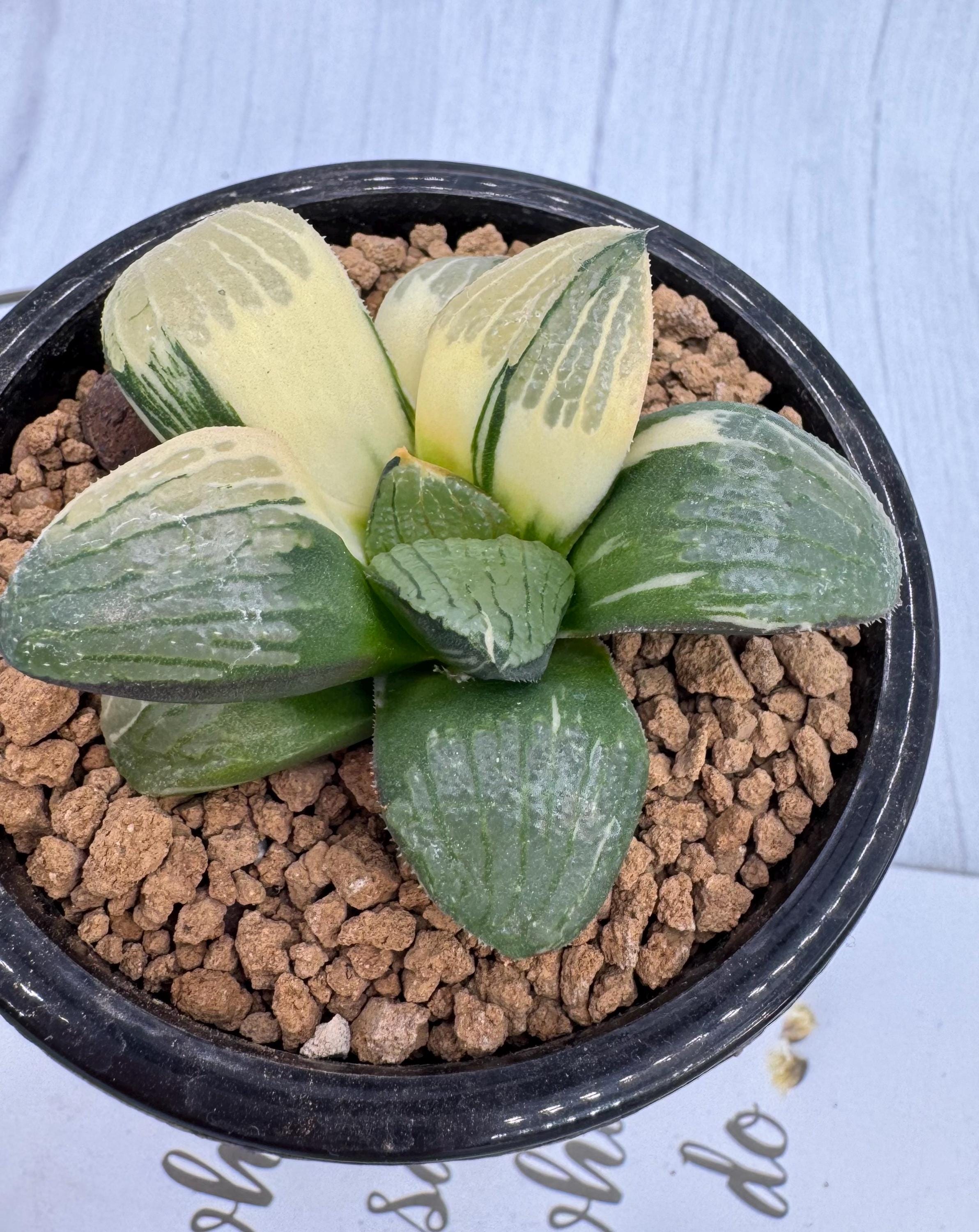 Haworthia Springbokvlakensis Variegated - Etsy