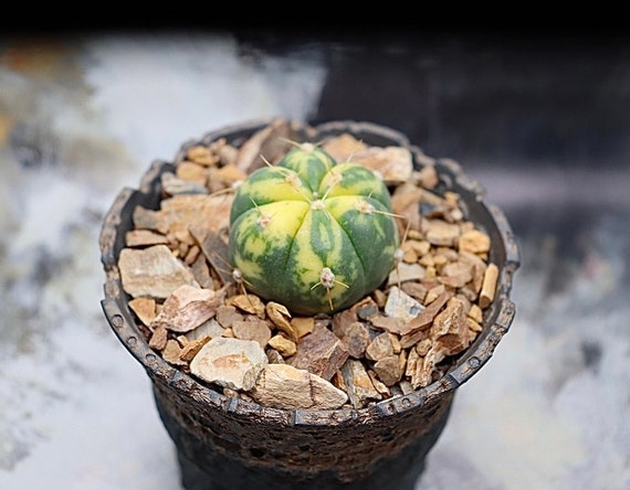 Gymnocalycium Buenekeri Variegated - Etsy