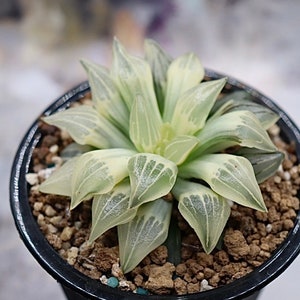 Haworthia Atrofusca Mutant Reverse Variegated