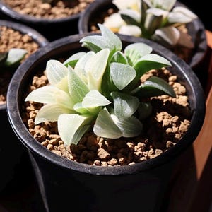 Haworthia Blue Pygmaea Variegated