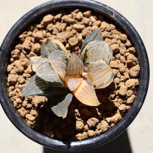 Haworthia Night Forest Variegated