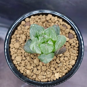 Haworthia Sansenjyu Variegated