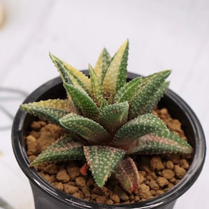 Haworthia Snowy Winter Variegated