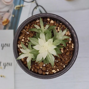 Haworthia “Korizatonishiki” Variegated