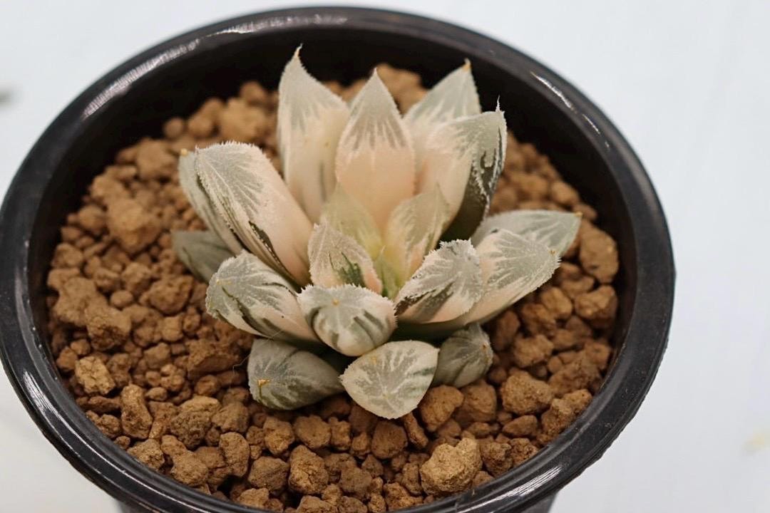 Etrarium/エトラリウム　HAKUGEI Haworthia Hakuteijyo Variegated - Etsy