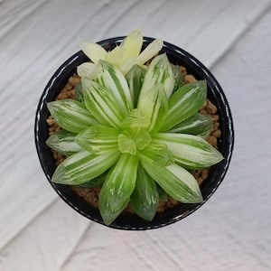 Haworthia Hanabi Variegated