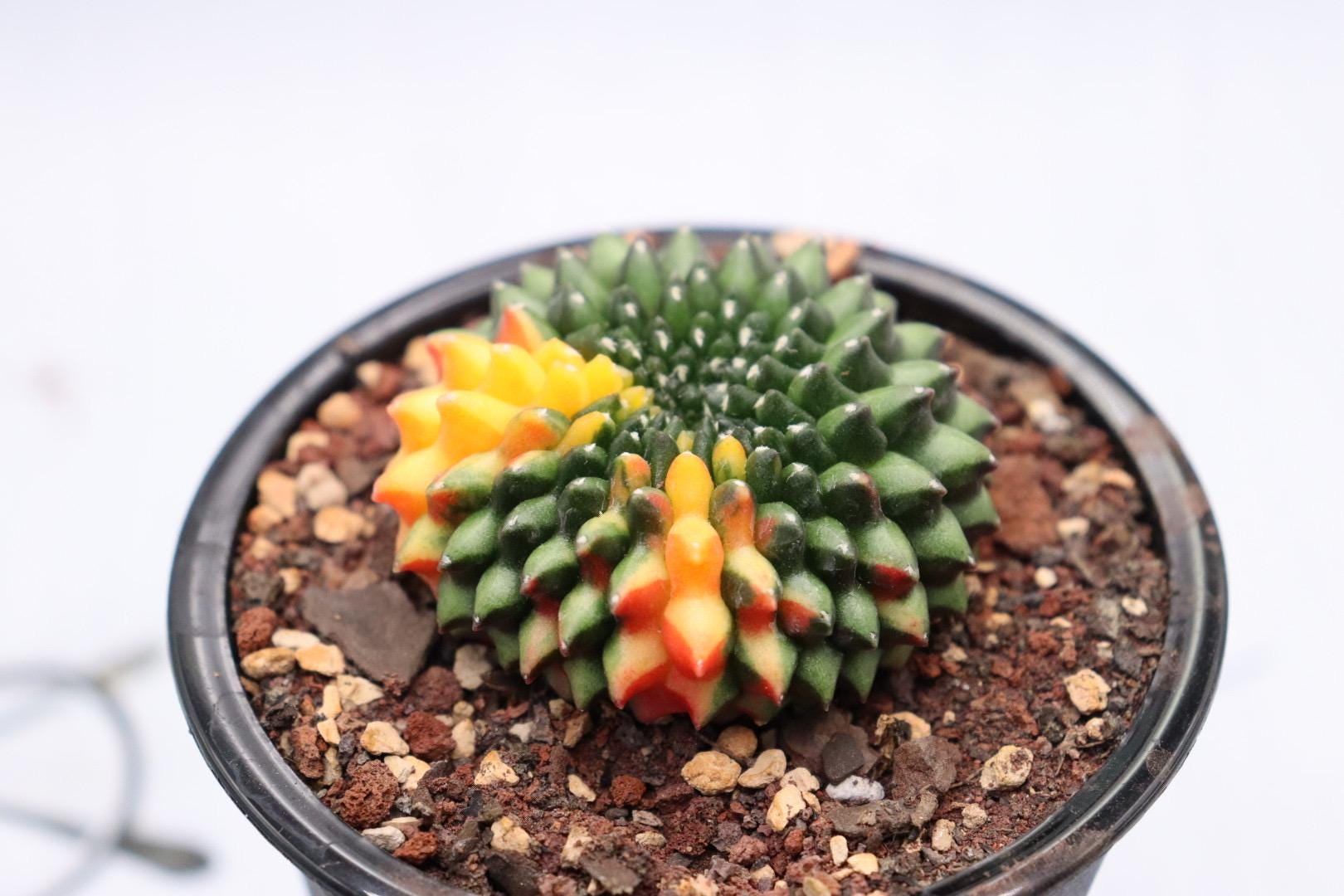 Gymnocalycium Inermis Cristata Variegated (thornless) - Etsy