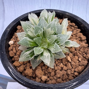 Haworthia Ice Sugar Variegated