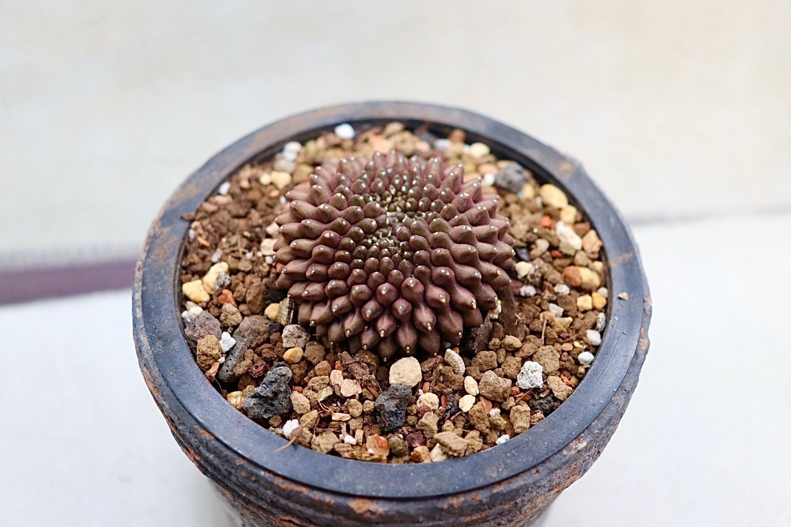 Gymnocalycium Inermis Cristata (thornless) - Etsy