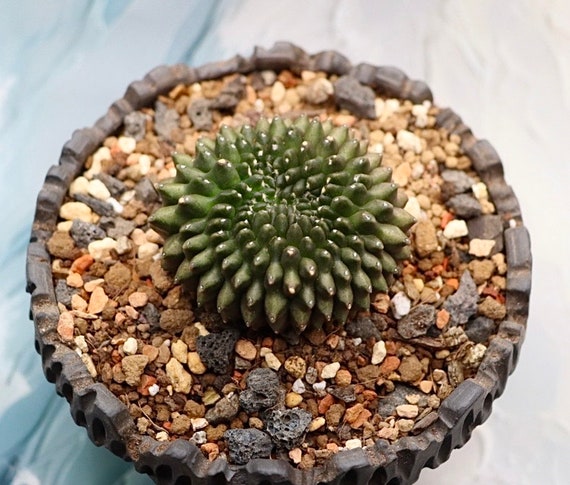 Gymnocalycium Inermis Cristata (thornless) - Etsy