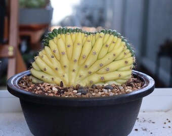 peperomia obtusifolia variegata Peperomia obtusifolia 'Variegata' (6")