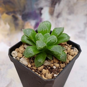 Haworthia Brown Sugar