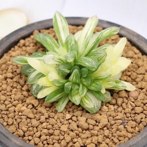 Haworthia Obtusa Variegated