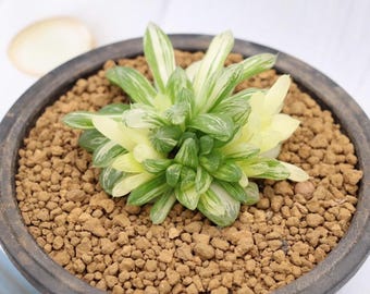 Haworthia Aluminum Star or Lu Zhi Xing (H3D) | Imported Succulent