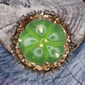 Gymnocalycium Buenekeri
