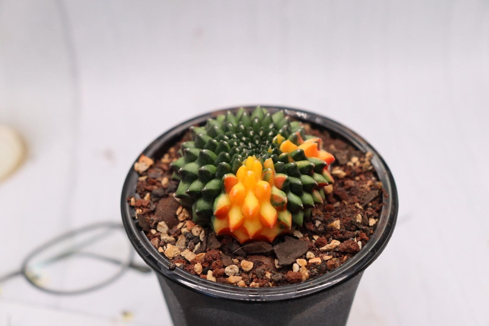 Gymnocalycium Inermis Cristata Variegated (thornless) - Etsy