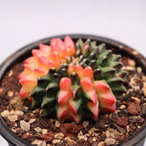 Gymnocalycium Inermis Cristata Variegated (thornless) - Etsy