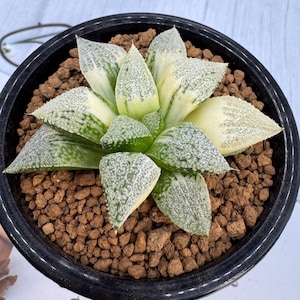 Haworthia Picta Variegated
