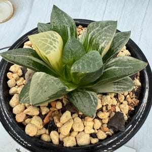 Haworthia Brocade Variegated