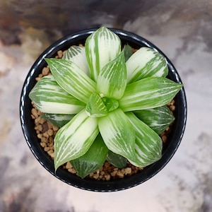 Haworthia Badia Variegated