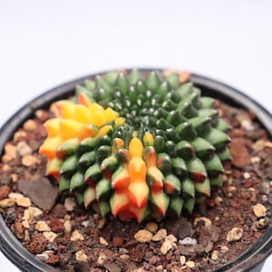 Gymnocalycium Inermis Cristata Variegated (Thornless)
