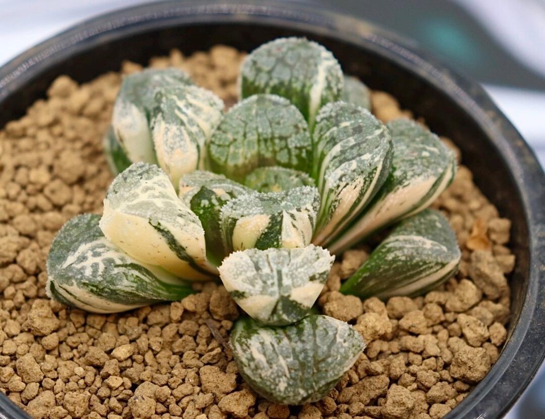 Haworthia Mordor Variegated - Etsy
