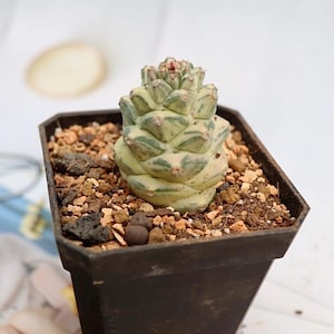 Euphorbia Monadenium Ritchiei Variegated