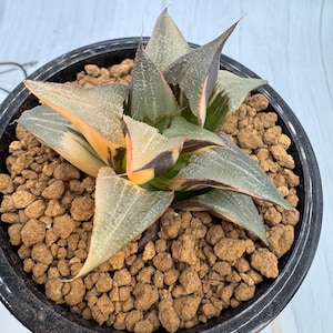 Badia Matenrou variegated
